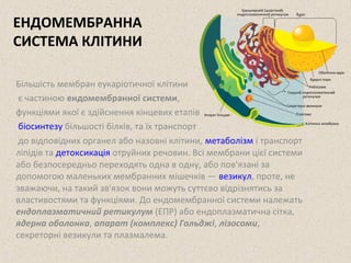 ЕНДОМЕМБРАННА 
СИСТЕМА КЛІТИНИ 
Більшість мембран еукаріотичної клітини 
є частиною ендомембранної системи, 
функціями якої є здійснення кінцевих етапів 
біосинтезу більшості білків, та їх транспорт 
до відповідних органел або назовні клітини, метаболізм і транспорт 
ліпідів та детоксикація отруйних речовин. Всі мембрани цієї системи 
або безпосередньо переходять одна в одну, або пов'язані за 
допомогою маленьких мембранних мішечків — везикул, проте, не 
зважаючи, на такий зв'язок вони можуть суттєво відрізнятись за 
властивостями та функціями. До ендомембранної системи належать 
ендоплазматичний ретикулум (ЕПР) або ендоплазматична сітка, 
ядерна оболонка, апарат (комплекс) Гольджі, лізосоми, 
секреторні везикули та плазмалема. 
 
