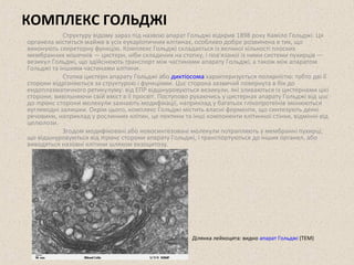 КОМПЛЕКС ГОЛЬДЖІ 
Структуру відому зараз під назвою апарат Гольджі відкрив 1898 року Каміло Гольджі. Ця 
органела міститься майже в усіх еукаріотичних клітинах, особливо добре розвинена в тих, що 
виконують секреторну функцію. Комплекс Гольджі складається із великої кількості плоских 
мембранних мішечків — цистерн, ніби складених на стопку, і пов'язаної із ними системи пухирців — 
везикул Гольджі, що здійснюють транспорт між частинами апарату Гольджі, а також між апаратом 
Гольджі та іншими частинами клітини. 
Стопка цистерн апарату Гольджі або диктіосома характеризується полярністю: тобто дві її 
сторони відрізняються за структурою і функціями. Цис сторона зазвичай повернута в бік до 
ендоплазматичного ретикулуму: від ЕПР відшнуровуються везикули, які зливаються із цистернами цієї 
сторони, вивільняючи свій вміст в її просвіт. Поступово рухаючись у цистернах апарату Гольджі від цис 
до транс сторони молекули зазнають модифікації, наприклад у багатьох глікопротеїнів змінюються 
вуглеводні залишки. Окрім цього, комплекс Гольджі містить власні ферменти, що синтезують деякі 
речовини, наприклад у рослинних клітин, це пектини та інші компоненти клітинної стінки, відмінні від 
целюлози. 
Згодом модифіковані або новосинтезовані молекули потрапляють у мембранні пухирці, 
що відшнуровуються від транс сторони апарату Гольджі, і транспортуються до інших органел, або 
виводяться назовні клітини шляхом екзоцитозу. 
Ділянка лейкоцита: видно апарат Гольджі (ТЕМ) 
 