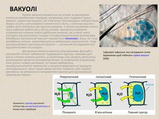 ВАКУОЛІ 
Термін вакуоля вживається до різних за функціями 
оточених мембраною пухирців, наприклад, вже згадувані травні 
вакуолі, скоротливі вакуолі, які в багатьох прісноводних найпростіших 
беруть участь у регулюванні осмотичного тиску, у клітинах рослин і 
грибів часто міститься центральна вакуоля. У зрілих рослинних клітин 
вона займати майже весь об'єм клітини. Центральна вакуоля 
утворюється шляхом злиття дрібніших вакуоль, які у свою чергу 
походять від комплексу Гольджі та ендоплазматичного ретикулуму. 
Мембрана центральної вакуолі називається тонопласт, вона, як і інші 
мембрани клітини, характеризується вибірковою проникністю, тому 
внутрішній вміст центральної вакуолі — клітинний сік відрізняється 
від цитоплазми за складом. 
Центральна вакуоля виконує ряд важливих функцій у 
рослинній клітині: забезпечує підтримання тургору, важлива для 
росту клітини шляхом розтягу, у клітинному соку можуть запасатись 
різноманітні органічні (наприклад білки) та неорганічні (наприклад 
іони калію і хлору) речовини, тут може відбуватись 
внутрішньоклітинне травлення, у вакуолю виділяються продукти 
життєдіяльності, вона також може містити пігменти, або отруйні 
речовини, чи речовини із неприємним смаком для відлякування 
травоїдних тварин. 
Інфузорія туфелька, яку нагодували синім 
барвником щоб побачити травні вакуолі 
(ОМ) 
Залежність тургору рослинної 
клітини від концентрації розчину, в 
якому вона перебуває 
 