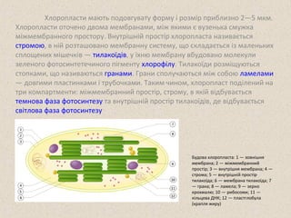 Хлоропласти мають подовгувату форму і розмір приблизно 2—5 мкм. 
Хлоропласти оточено двома мембранами, між якими є вузенька смужка 
міжмембранного простору. Внутрішній простір хлоропласта називається 
стромою, в ній розташовано мембранну систему, що складається із маленьких 
сплощених мішечків — тилакоїдів, у їхню мембрану вбудовано молекули 
зеленого фотосинтетечиного пігменту хлорофілу. Тилакоїди розміщуються 
стопками, що називаються гранами. Грани сполучаються між собою ламелами 
— довгими пластинками і трубочками. Таким чином, хлоропласт поділений на 
три компартменти: міжмембранний простір, строму, в якій відбувається 
темнова фаза фотосинтезу та внутрішній простір тилакоїдів, де відбувається 
світлова фаза фотосинтезу 
Будова хлоропласта: 1 — зовнішня 
мембрана; 2 — міжмембранний 
простір; 3 — внутрішня мембрана; 4 — 
строма; 5 — внутрішній простір 
тилакоїда; 6 — мембрана тилакоїда; 7 
— грана; 8 — ламела; 9 — зерно 
крохмалю; 10 — рибосоми; 11 — 
кільцева ДНК; 12 — пластглобула 
(крапля жиру) 
 