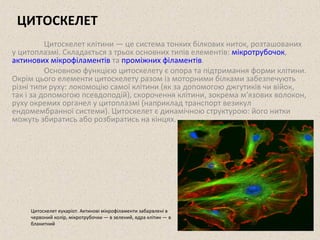 ЦИТОСКЕЛЕТ 
Цитоскелет клітини — це система тонких білкових ниток, розташованих 
у цитоплазмі. Складається з трьох основних типів елементів: мікротрубочок, 
актинових мікрофіламентів та проміжних філаментів. 
Основною функцією цитоскелету є опора та підтримання форми клітини. 
Окрім цього елементи цитоскелету разом із моторними білками забезпечують 
різні типи руху: локомоцію самої клітини (як за допомогою джгутиків чи війок, 
так і за допомогою псевдоподій), скорочення клітини, зокрема м'язових волокон, 
руху окремих органел у цитоплазмі (наприклад транспорт везикул 
ендомембранної системи). Цитоскелет є динамічною структурою: його нитки 
можуть збиратись або розбиратись на кінцях. 
Цитоскелет еукаріот. Актинові мікрофіламенти забарвлені в 
червоний колір, мікротрубочки — в зелений, ядра клітин — в 
блакитний 
 