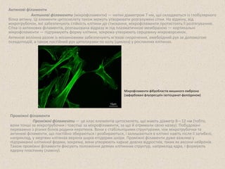 Актинові філаменти 
Актинові філаменти (мікрофіламенти) — нитки діаметром 7 нм, що складаються із глобулярного 
білка актину. Ці елементи цитоскелету також можуть утворювати розгалужені сітки. На відміну, від 
мікротрубочок, які забезпечують стійкість клітини до стискання, мікрофіламенти протистоять її розтягуванню. 
Сітка із актинових філаментів, розташована відразу ж під плазматичною мембраною — кортикальні 
мікрофіламенти — підтримують форму клітини, зокрема утворюють серцевину мікроворсинок. 
Актинові волокна разом із міозиновими забезпечують м'язові скорочення, амебоїдний рух за допомогою 
псевдоподій, а також постійний рух цитоплазми по колу (циклоз) у рослинних клітинах. 
Проміжні філаменти 
Мікрофіламенти фібробластів мишиного ембріона 
(зафарбовані флуоресцеїн ізотіоціанат-фалоїдином) 
Проміжні філаменти — це клас елементів цитоскелету, що мають діаметр 8—12 нм (тобто, 
вони тонші за мікротрубочки і товстіші за мікрофіламенти, за що й отримали свою назву). Побудовані 
переважно з різних білків родини кератинів. Вони є стабільнішими структурами, ніж мікротрубочки та 
актинові філаменти, що постійно збираються і розбираються, і залишаються в клітині навіть після її загибелі, 
наприклад, у мертвих клітинах верхніх шарів епідерми шкіри. Проміжні філаменти дуже важливі у 
підтриманні клітинної форми, зокрема, вони утворюють каркас довгих відростків, таких як аксони нейронів. 
Також проміжні філаменти фіксують положення деяких клітинних структур, наприклад ядра, і формують 
ядерну пластинку (ламіну). 
 