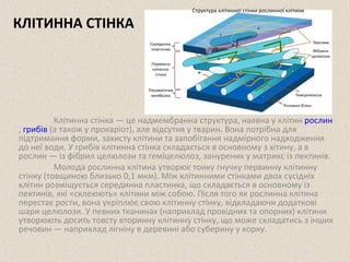КЛІТИННА СТІНКА 
Структура клітинної стінки рослинної клітини 
Клітинна стінка — це надмембранна структура, наявна у клітин рослин 
, грибів (а також у прокаріот), але відсутня у тварин. Вона потрібна для 
підтримання форми, захисту клітини та запобігання надмірного надходження 
до неї води. У грибів клітинна стінка складається в основному з хітину, а в 
рослин — із фібрил целюлози та геміцелюлоз, занурених у матрикс із пектинів. 
Молода рослинна клітина утворює тонку гнучку первинну клітинну 
стінку (товщиною близько 0,1 мкм). Між клітинними стінками двох сусідніх 
клітин розміщується серединна пластинка, що складається в основному із 
пектинів, які «склеюють» клітини між собою. Після того як рослинна клітина 
перестає рости, вона укріплює свою клітинну стінку, відкладаючи додаткові 
шари целюлози. У певних тканинах (наприклад провідних та опорних) клітини 
утворюють досить товсту вторинну клітинну стінку, що може складатись з інших 
речовин — наприклад лігніну в деревині або суберину у корку. 
 