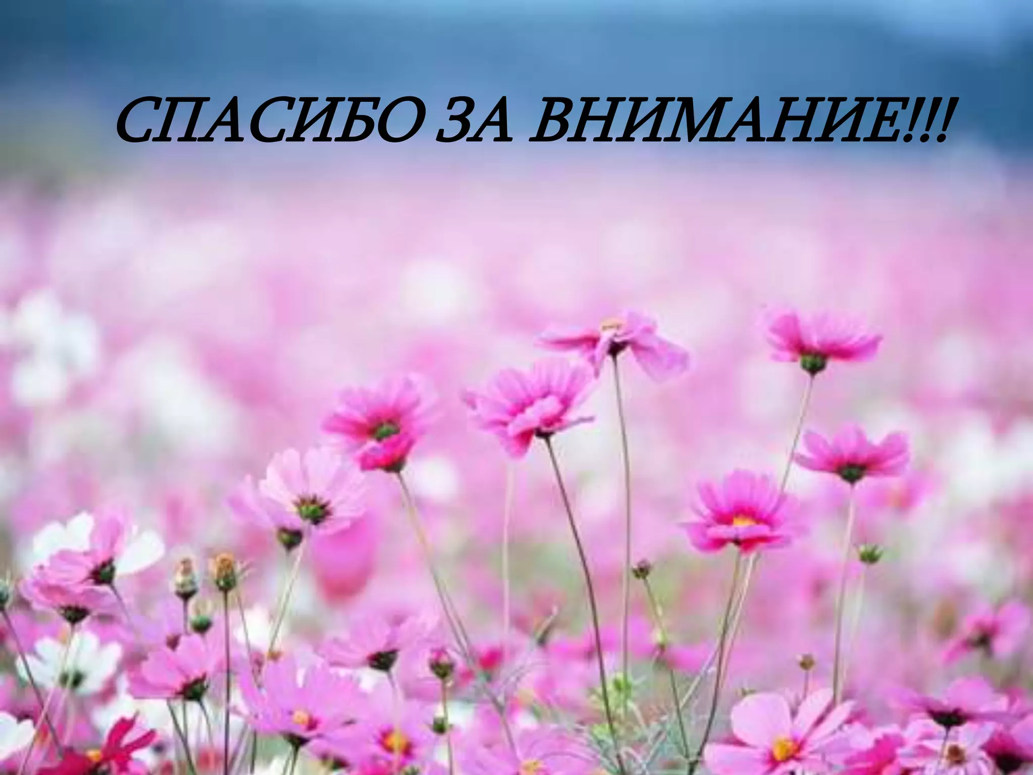 СПАСИБО ЗА ВНИМАНИЕ!!! 
