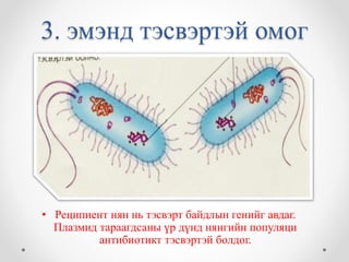 3. эмэнд тэсвэртэй омог 
• Реципиент нян нь тэсвэрт байдлын генийг авдаг. 
Плазмид тараагдсаны үр дүнд нянгийн популяци 
антибиотикт тэсвэртэй болдог. 
 