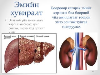 Эмийн 
хувиралт 
• Элэгний үйл ажиллагааг 
харгалзан барих тунг 
сонгох, зарим үед цохилт 
хийх. 
Бөөрөөөр ялгарах эмийг 
хэрэглэх бол бөөрний 
үйл ажиллагааг тооцон 
эмээ сонгож тунгаа 
тохируулах 
 