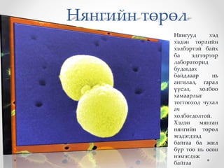 Нянгийн төрөл 
Нянгууд хэд 
хэдэн төрлийн 
хэлбэртэй байх 
ба эдгээрээр 
лабораторид 
будагдах 
байдлаар нь 
ангилал, гарал 
үүсэл, холбоо 
хамаарлыг 
тогтооход чухал 
ач 
холбогдолтой. 
Хэдэн мянган 
нянгийн төрөл 
мэдэгдээд 
байгаа ба жил 
бүр тоо нь өсөн 
нэмэгдэж 
байгаа 
 