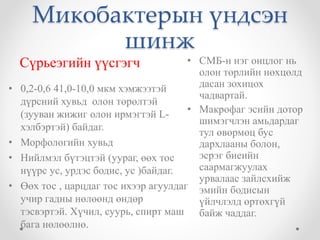 Микобактерын үндсэн 
шинж 
Сүрьеэгийн үүсгэгч 
• 0,2-0,6 41,0-10,0 мкм хэмжээтэй 
дүрсний хувьд олон төрөлтэй 
(зууван жижиг олон ирмэгтэй L- 
хэлбэртэй) байдаг. 
• Морфологийн хувьд 
• Нийлмэл бүтэцтэй (уураг, өөх тос 
нүүрс ус, урдэс бодис, ус )байдаг. 
• Өөх тос , царцдаг тос ихээр агуулдаг 
учир гадны нөлөөнд өндөр 
тэсвэртэй. Хүчил, суурь, спирт маш 
бага нөлөөлнө. 
• СМБ-н нэг онцлог нь 
олон төрлийн нөхцөлд 
дасан зохицох 
чадвартай. 
• Макрофаг эсийн дотор 
шимэгчлэн амьдардаг 
тул өвөрмөц бус 
дархлааны болон, 
эсрэг биеийн 
саармагжуулах 
урвалаас зайлсхийж 
эмийн бодисын 
үйлчлэлд өртөхгүй 
байж чаддаг. 
 
