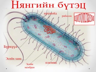 нуклеойд 
рибосом 
плазмид 
Бүрхүүл 
Эсийн хана 
Эсийн 
мембран 
 