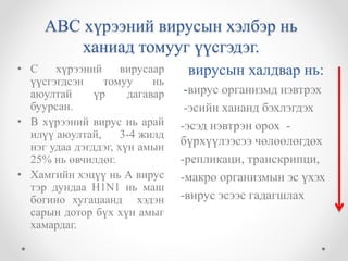 АВС хүрээний вирусын хэлбэр нь 
ханиад томууг үүсгэдэг. 
вирусын халдвар нь: 
-вирус организмд нэвтрэх 
-эсийн хананд бэхлэгдэх 
-эсэд нэвтрэн орох - 
бүрхүүлээсээ чөлөөлөгдөх 
-репликаци, транскрипци, 
-макро организмын эс үхэх 
-вирус эсээс гадагшлах 
• С хүрээний вирусаар 
үүсгэгдсэн томуу нь 
аюултай үр дагавар 
буурсан. 
• В хүрээний вирус нь арай 
илүү аюултай, 3-4 жилд 
нэг удаа дэгддэг, хүн амын 
25% нь өвчилдөг. 
• Хамгийн хэцүү нь А вирус 
тэр дундаа Н1N1 нь маш 
богино хугацаанд хэдэн 
сарын дотор бүх хүн амыг 
хамардаг. 
 