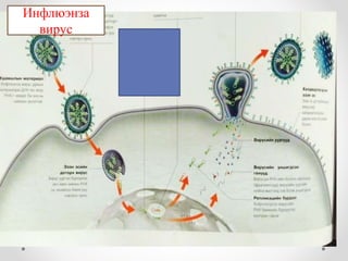 Инфлюэнза 
вирус 
 