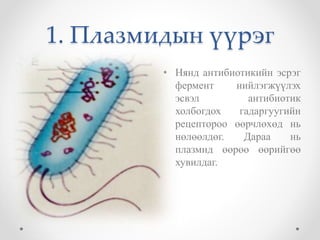 1. Плазмидын үүрэг 
• Нянд антибиотикийн эсрэг 
фермент нийлэгжүүлэх 
эсвэл антибиотик 
холбогдох гадаргуугийн 
рецептороо өөрчлөхөд нь 
нөлөөлдөг. Дараа нь 
плазмид өөрөө өөрийгөө 
хувилдаг. 
 