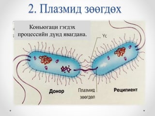 Коньюгаци гэгдэх 
процессийн дүнд явагдана. 
 