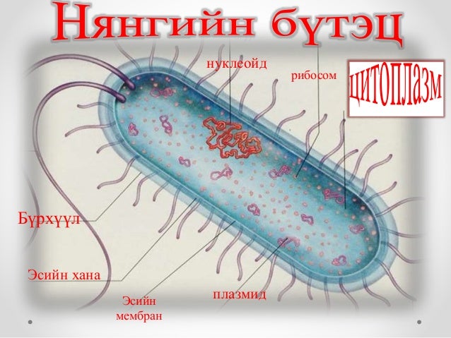тамжид
