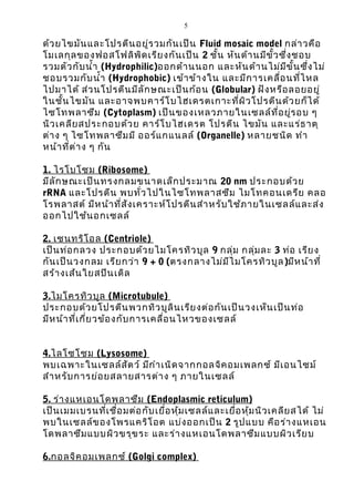 5 
ด้วยไขมันและโปรตีนอยู่รวมกันเป็น Fluid mosaic model กล่าวคือ 
โมเลกุลของฟอสโฟลิพิดเรียงกันเป็น 2 ชั้น หันด้านมีขั้วซึ่งชอบ 
รวมตัวกับนำ้า (Hydrophilic)ออกด้านนอก และหันด้านไม่มีขั้นซึ่งไม่ 
ชอบรวมกับนำ้า (Hydrophobic) เข้าข้างใน และมีการเคลื่อนที่ไหล 
ไปมาได้ ส่วนโปรตีนมีลักษณะเป็นก้อน (Globular) ฝังหรือลอยอยู่ 
ในชั้นไขมัน และอาจพบคาร์โบไฮเดรตเกาะที่ผิวโปรตีนด้วยก็ได้ 
ไซโทพลาซึม (Cytoplasm) เป็นของเหลวภายใน๶ซลล์ที่อยู่รอบ ๆ 
นิวเคลียสประกอบด้วย คาร์โบไฮเดรต โปรตีน ไขมัน และแร่ธาตุ 
ต่าง ๆ ไซโทพลาซึมมี ออร์แกแนลล์ (Organelle) หลายชนิด ทำา 
หน้าที่ต่าง ๆ กัน 
1. ไรโบโซม (Ribosome) 
มีลักษณะเป็นทรงกลมขนาดเล็กประมาณ 20 nm ประกอบด้วย 
rRNA และโปรตีน พบทั่วไปในไซโทพลาสซึม ไมโทคอนเดรีย คลอ 
โรพลาสต์ มีหน้าที่สังเคราะห์โปรตีนสำาหรับใช้ภายใน๶ซลล์และส่ง 
ออกไปใช้นอก๶ซลล์ 
2. เซนทริโอล (Centriole) 
เป็นท่อกลวง ประกอบด้วยไมโครทิวบูล 9 กลุ่ม กลุ่มละ 3 ท่อ เรียง 
กันเป็นวงกลม เรียกว่า 9 + 0 (ตรงกลางไม่มีไมโครทิวบูล)มีหน้าที่ 
สร้างเส้นใยสปินเดิล 
3 . ไมโครทิวบูล (Microtubule) 
ประกอบด้วยโปรตีนพวกทิวบูลินเรียงต่อกันเป็นวงเห็นเป็นท่อ 
มีหน้าที่เกี่ยวข้องกับการเคลื่อนไหวของ๶ซลล์ 
4 . ไลโซโซม (Lysosome) 
พบเฉพาะใน๶ซลล์สัตว์ มีกำาเนิดจากกอลจิคอมเพลกซ์ มีเอนไซม์ 
สำาหรับการย่อยสลายสารต่าง ๆ ภายใน๶ซลล์ 
5. ร่างแหเอนโดพลาซึม (Endoplasmic reticulum) 
เป็นเมมเบรนที่เชื่อมต่อกับเยื่อหุ้ม๶ซลล์และเยื่อหุ้มนิวเคลียสได้ ไม่ 
พบใน๶ซลล์ของโพรแคริโอต แบ่งออกเป็น 2 รูปแบบ คือร่างแหเอน 
โดพลาซึมแบบผิวขรุขระ และร่างแหเอนโดพลาซึมแบบผิวเรียบ 
6 . กอลจิคอมเพลกซ ์ (Golgi complex) 
 