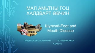 МАЛ АМЬТНЫ ГОЦ 
ХАЛДВАРТ ӨВЧИН 
Шүлхий-Foot and 
Mouth Disease 
ГҮЙЦЭТГЭСЭН ЭХС ОЮУТАН: Б.ТҮВШИНСАНАА 
А.БАТСҮХ 
 