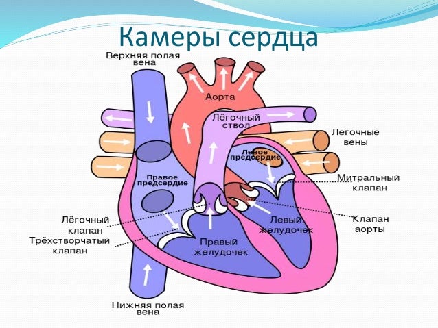 Полулунные клапаны сердца располагаются