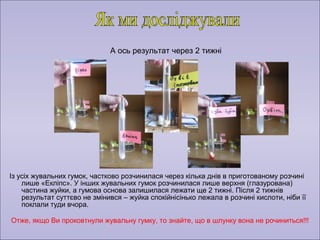 А ось результат через 2 тижні 
Із усіх жувальних гумок, частково розчинилася через кілька днів в приготованому розчині 
лише «Екліпс». У інших жувальних гумок розчинилася лише верхня (глазурована) 
частина жуйки, а гумова основа залишилася лежати ще 2 тижні. Після 2 тижнів 
результат суттєво не змінився – жуйка спокійнісінько лежала в розчині кислоти, ніби її 
поклали туди вчора. 
Отже, якщо Ви проковтнули жувальну гумку, то знайте, що в шлунку вона не рочиниться!!! 
 