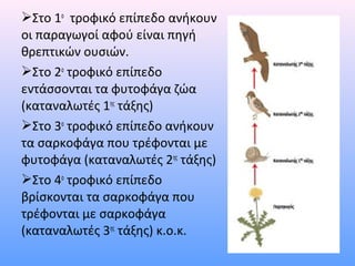 Στο 1ο τροφικό επίπεδο ανήκουν 
οι παραγωγοί αφού είναι πηγή 
θρεπτικών ουσιών. 
Στο 2ο τροφικό επίπεδο 
εντάσσονται τα φυτοφάγα ζώα 
(καταναλωτές 1ης τάξης) 
Στο 3ο τροφικό επίπεδο ανήκουν 
τα σαρκοφάγα που τρέφονται με 
φυτοφάγα (καταναλωτές 2ης τάξης) 
Στο 4ο τροφικό επίπεδο 
βρίσκονται τα σαρκοφάγα που 
τρέφονται με σαρκοφάγα 
(καταναλωτές 3ης τάξης) κ.ο.κ. 
 
