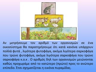 Αν μετρήσουμε τον αριθμό των οργανισμών σε ένα 
οικοσύστημα θα παρατηρήσουμε ότι κατά κανόνα υπάρχουν 
πολλά φυτά , λιγότερα φυτοφάγα, ακόμα λιγότερα σαρκοφάγα 
που τρώνε φυτοφάγα, ακόμα λιγότερα σαρκοφάγα που τρώνε 
σαρκοφάγα κ.ο.κ . Ο αριθμός δηλ των οργανισμών μειώνονται 
καθώς προχωράμε από το κατώτερο (πρώτο) προς το ανώτερο 
επίπεδο. Έτσι σχηματίζεται η εικόνα πυραμίδας. 
 