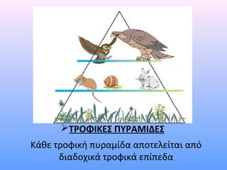 ΤΡΟΦΙΚΕΣ ΠΥΡΑΜΙΔΕΣ 
Κάθε τροφική πυραμίδα αποτελείται από 
διαδοχικά τροφικά επίπεδα 
 