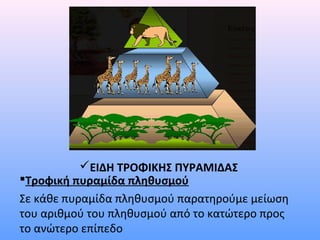 ΕΙΔΗ ΤΡΟΦΙΚΗΣ ΠΥΡΑΜΙΔΑΣ 
Τροφική πυραμίδα πληθυσμού 
Σε κάθε πυραμίδα πληθυσμού παρατηρούμε μείωση 
του αριθμού του πληθυσμού από το κατώτερο προς 
το ανώτερο επίπεδο 
 