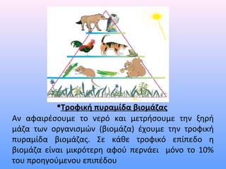Τροφική πυραμίδα βιομάζας 
Αν αφαιρέσουμε το νερό και μετρήσουμε την ξηρή 
μάζα των οργανισμών (βιομάζα) έχουμε την τροφική 
πυραμίδα βιομάζας. Σε κάθε τροφικό επίπεδο η 
βιομάζα είναι μικρότερη αφού περνάει μόνο το 10% 
του προηγούμενου επιπέδου 
 