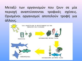 Μεταξύ των οργανισμών που ζουν σε μία 
περιοχή αναπτύσσονται τροφικές σχέσεις. 
Ορισμένοι οργανισμοί αποτελούν τροφή για 
άλλους. 
 