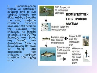 Η βιοσυσσώευση 
γίνεται με εκθετικούς 
ρυθμούς από το ένα 
τροφικό επίπεδο στο 
άλλο, καθώς η βιομάζα 
του ενός τροφικού 
επιπέδου αναλογεί 
μόνο στο 1/10 περίπου 
της βιομάζας του 
επόμενου. Αν δηλαδή 
μετρηθεί 1 mg DDT/Kg 
βιομάζας στα φυτά, 
στη βιομάζα των 
φυτοφάγων ζώων η 
συγκέντρωση θα είναι 
10 mg/Kg, στα 
σαρκοφάγα του 
επόμενου τροφικού 
επιπέδου 100 mg/Kg 
κ.ο.κ. 
 