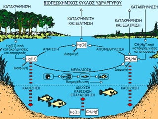 βιοσυσσώευση