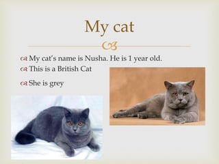 My cat
My cat’s name is Nusha. He is 1 year old.
This is a British Cat
She is grey
