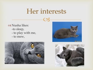 Her interests
Nusha likes:
-to sleep,
- to play with me,
- to mew,