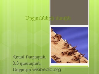 Մրջյունների մասին 
Վռամ Բաբայան, 
3.3 դասարան 
Աղբյուրը՝wikibedia.org 
 