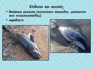 Κίνδυνοι και απειλές 
 θαλάσσια ρύπανση (καταπίνουν σκουπίδια, μολύνονται 
από πετρελαιοκηλίδες) 
 αφρόδιχτα 
 