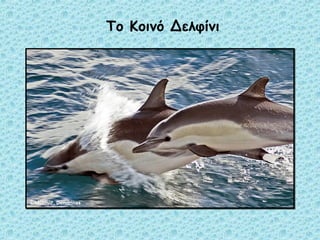 Το Κοινό Δελφίνι 
 