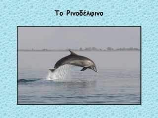 Το Ρινοδέλφινο 
 