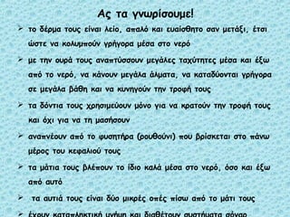 Ας τα γνωρίσουμε! 
 το δέρμα τους είναι λείο, απαλό και ευαίσθητο σαν μετάξι, έτσι 
ώστε να κολυμπούν γρήγορα μέσα στο νερό 
 με την ουρά τους αναπτύσσουν μεγάλες ταχύτητες μέσα και έξω 
από το νερό, να κάνουν μεγάλα άλματα, να καταδύονται γρήγορα 
σε μεγάλα βάθη και να κυνηγούν την τροφή τους 
 τα δόντια τους χρησιμεύουν μόνο για να κρατούν την τροφή τους 
και όχι για να τη μασήσουν 
 αναπνέουν από το φυσητήρα (ρουθούνι) που βρίσκεται στο πάνω 
μέρος του κεφαλιού τους 
 τα μάτια τους βλέπουν το ίδιο καλά μέσα στο νερό, όσο και έξω 
από αυτό 
 τα αυτιά τους είναι δύο μικρές οπές πίσω από το μάτι τους 
 έχουν καταπληκτική μνήμη και διαθέτουν συστήματα σόναρ 
 