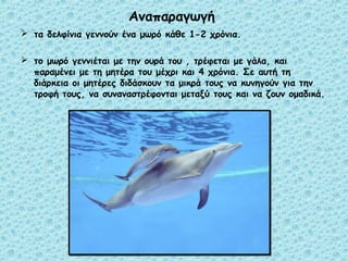 Αναπαραγωγή 
 τα δελφίνια γεννούν ένα μωρό κάθε 1-2 χρόνια. 
 το μωρό γεννιέται με την ουρά του , τρέφεται με γάλα, και 
παραμένει με τη μητέρα του μέχρι και 4 χρόνια. Σε αυτή τη 
διάρκεια οι μητέρες διδάσκουν τα μικρά τους να κυνηγούν για την 
τροφή τους, να συναναστρέφονται μεταξύ τους και να ζουν ομαδικά. 
 