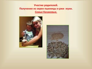 Участие родителей. 
Получение из зерен пшеницы и ржи муки. 
Семья Казаковых. 
 