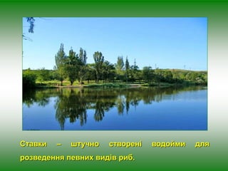 Ставки – штучно створені водойми для 
розведення певних видів риб. 
 