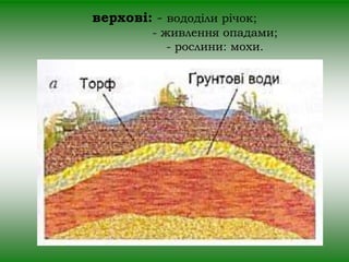 верхові: - вододіли річок; 
- живлення опадами; 
- рослини: мохи. 
 