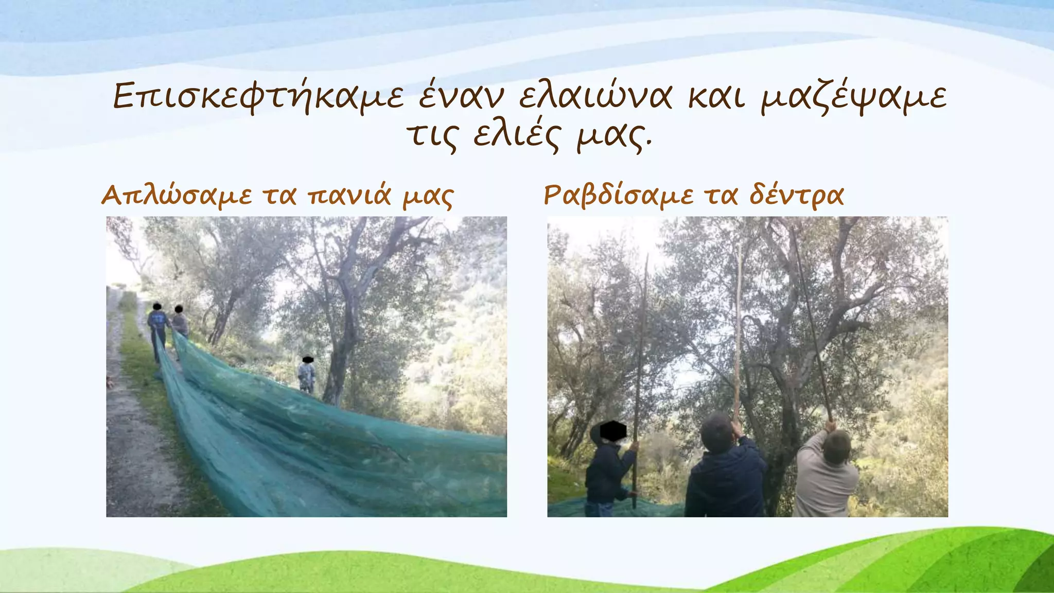 Επισκεφτήκαμε έναν ελαιώνα και μαζέψαμε 
τις ελιές μας. 
Απλώσαμε τα πανιά μας Ραβδίσαμε τα δέντρα 
 