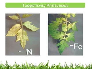 Τροφοπενίες Κηπευτικών 
 