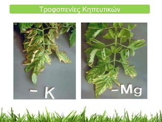 Τροφοπενίες Κηπευτικών 
 