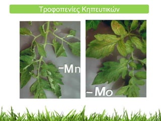 Τροφοπενίες Κηπευτικών 
