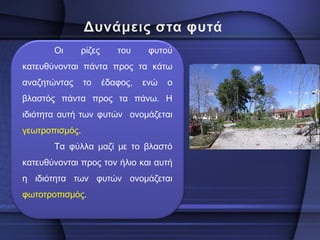 Οι ρίζες του φυτού κατευθύνονται πάντα προς τα κάτω αναζητώντας το έδαφος, ενώ ο βλαστός πάντα προς τα πάνω. Η ιδιότητα αυτή των φυτών ονομάζεται γεωτροπισμός. 
Τα φύλλα μαζί με το βλαστό κατευθύνονται προς τον ήλιο και αυτή η ιδιότητα των φυτών ονομάζεται φωτοτροπισμός. 
 