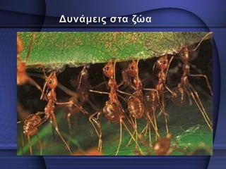 δυναμη  θεωρια