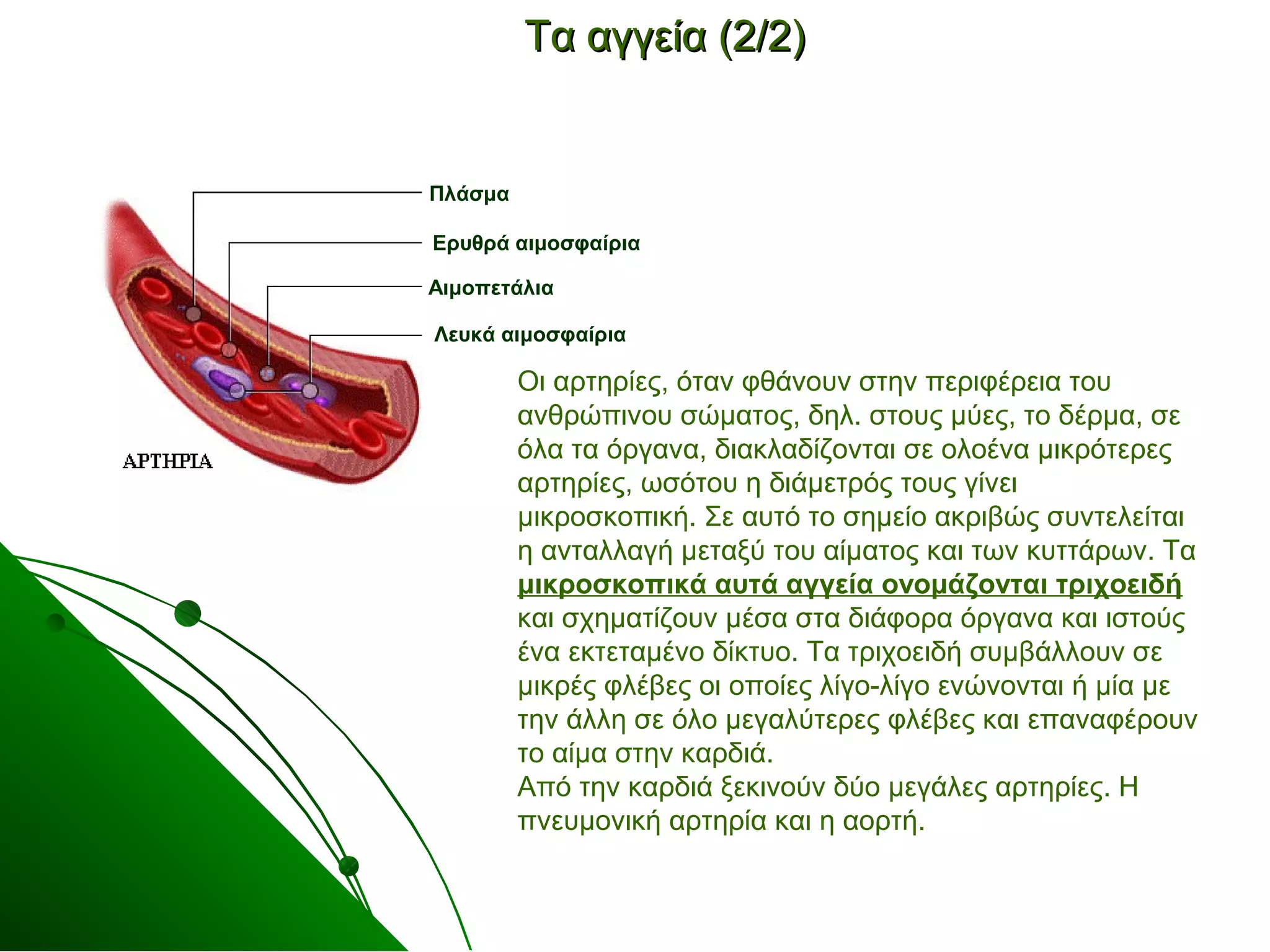 ΤΤαα ααγγγγεείίαα ((22//22)) 
Πλάσμα 
Ερυθρά αιμοσφαίρια 
Αιμοπετάλια 
Λευκά αιμοσφαίρια 
Οι αρτηρίες, όταν φθάνουν στην περιφέρεια του 
ανθρώπινου σώματος, δηλ. στους μύες, το δέρμα, σε 
όλα τα όργανα, διακλαδίζονται σε ολοένα μικρότερες 
αρτηρίες, ωσότου η διάμετρός τους γίνει 
μικροσκοπική. Σε αυτό το σημείο ακριβώς συντελείται 
η ανταλλαγή μεταξύ του αίματος και των κυττάρων. Τα 
μικροσκοπικά αυτά αγγεία ονομάζονται τριχοειδή 
και σχηματίζουν μέσα στα διάφορα όργανα και ιστούς 
ένα εκτεταμένο δίκτυο. Τα τριχοειδή συμβάλλουν σε 
μικρές φλέβες οι οποίες λίγο-λίγο ενώνονται ή μία με 
την άλλη σε όλο μεγαλύτερες φλέβες και επαναφέρουν 
το αίμα στην καρδιά. 
Από την καρδιά ξεκινούν δύο μεγάλες αρτηρίες. Η 
πνευμονική αρτηρία και η αορτή. 
 