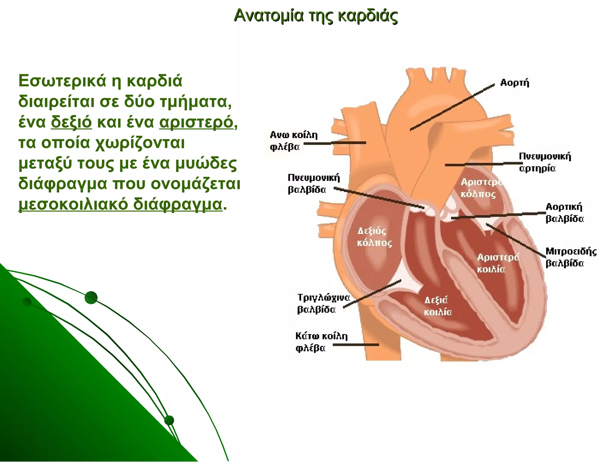 ΑΑννααττοομμίίαα ττηηςς κκααρρδδιιάάςς 
Εσωτερικά η καρδιά 
διαιρείται σε δύο τμήματα, 
ένα δεξιό και ένα αριστερό, 
τα οποία χωρίζονται 
μεταξύ τους με ένα μυώδες 
διάφραγμα που ονομάζεται 
μεσοκοιλιακό διάφραγμα. 
 
