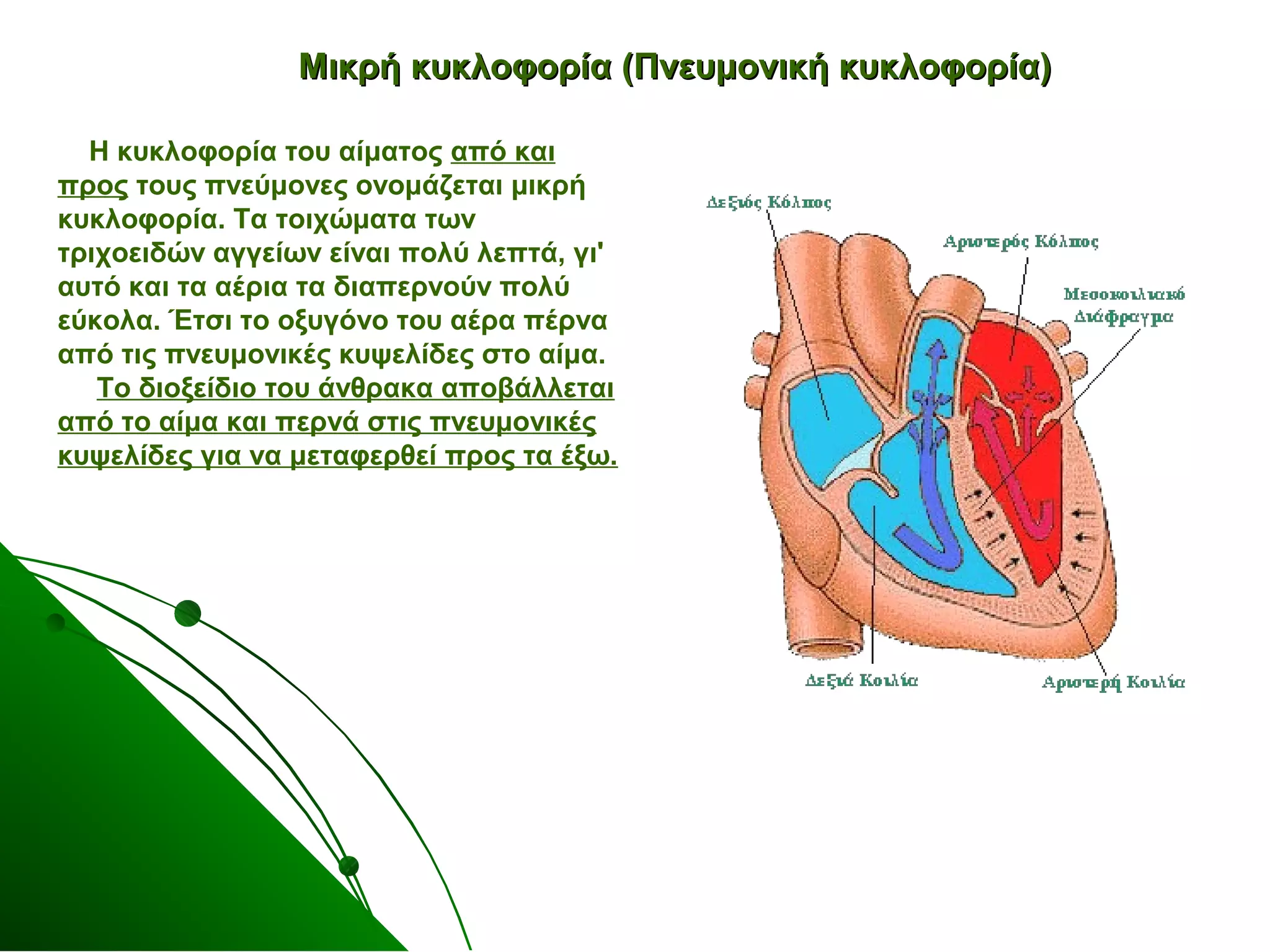 ΜΜιικκρρήή κκυυκκλλοοφφοορρίίαα ((ΠΠννεευυμμοοννιικκήή κκυυκκλλοοφφοορρίίαα)) 
Η κυκλοφορία του αίματος από και 
προς τους πνεύμονες ονομάζεται μικρή 
κυκλοφορία. Τα τοιχώματα των 
τριχοειδών αγγείων είναι πολύ λεπτά, γι' 
αυτό και τα αέρια τα διαπερνούν πολύ 
εύκολα. Έτσι το οξυγόνο του αέρα πέρνα 
από τις πνευμονικές κυψελίδες στο αίμα. 
Το διοξείδιο του άνθρακα αποβάλλεται 
από το αίμα και περνά στις πνευμονικές 
κυψελίδες για να μεταφερθεί προς τα έξω. 
 